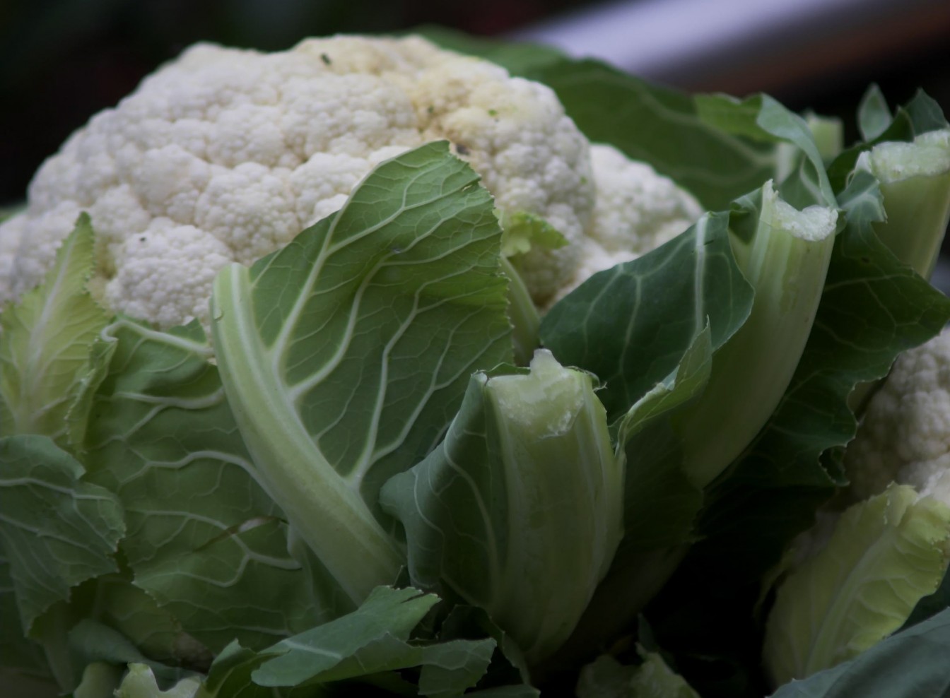 Another fast and frugal vegetarian dish, Cheesy cauliflower pies