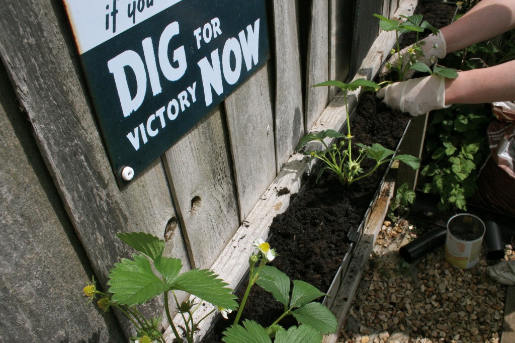 Strawberry plants in garden gutter