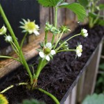 make your own gutter garden