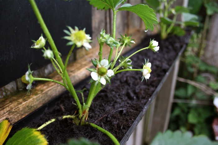 Grow your own fruit in an upcycled gutter garden