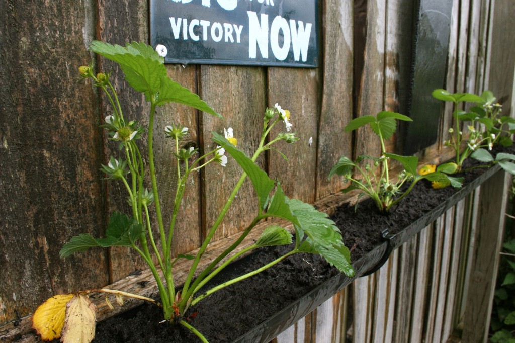 Upcycled gutter garden