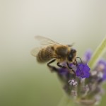 Bee - More Than Honey
