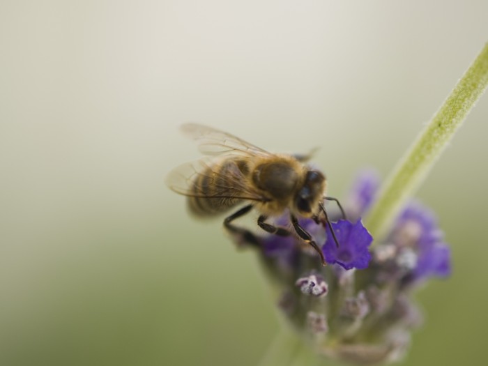 Help our British Bees – make your own bee hotel