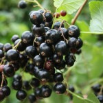 Blackcurrant bush