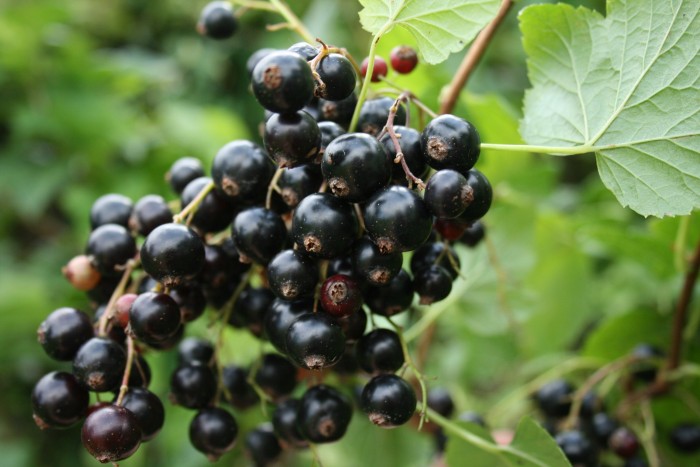 Homemade blackcurrant ice lollies and jam recipe