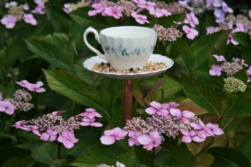 Time for tea – make your own upcycled teacup bird feeder
