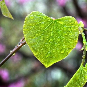 Eco-friendly Valentine’s Day gifts that won’t cost the earth