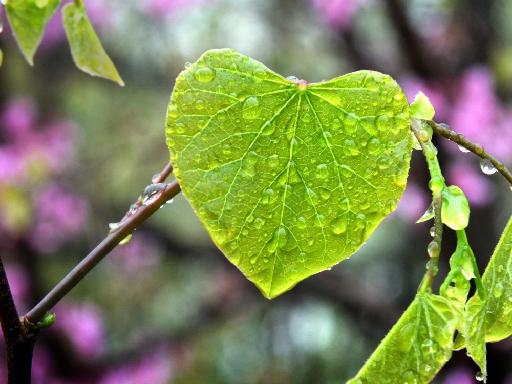Eco-friendly Valentine gifts
