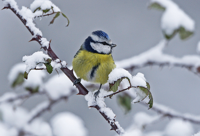 Blue Tit - credit Vine House Farm